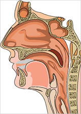 Nasal Cavity, Tampa Florida ENT